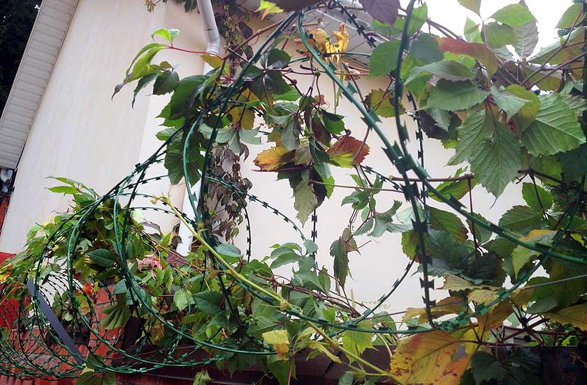 Окрашенная армированная колючая лента АКЛ